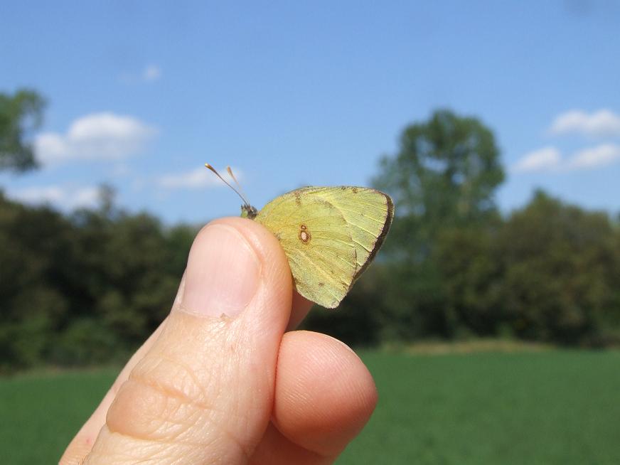 Alcune farfalle nei dintorni di Perugia